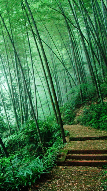 Lush greenery, Exotic wildlife, Natural wonders, Rainforest paradise HD phone wallpaper
