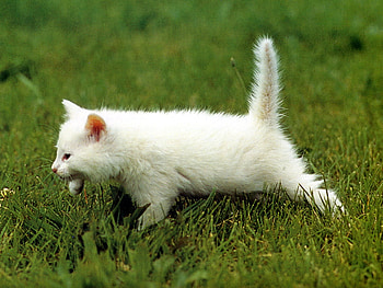 Cat on grass, animal, kitten, white, cat, grass HD wallpaper