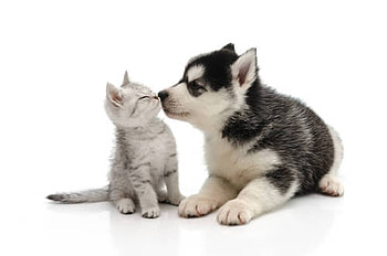 ღ❤ღ, dog, friendship, cat, love HD wallpaper