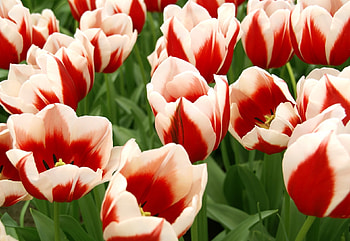 TULIPS, LEAVES, COLORS, STEMS, PETAL HD wallpaper