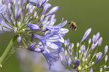 Animals, Flower, Macro, Petals, Bee HD wallpaper