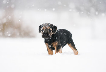 Animals, Snow, Dog, Pet, Puppy HD wallpaper