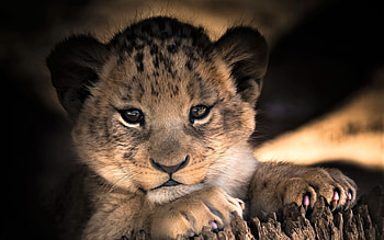 Charming lion , Roaring beauty, Majestic creatures, Striking HD wallpaper