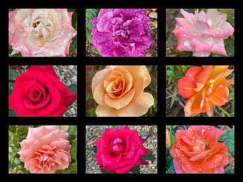 FLOWER COLLAGE, FLOWER, NATURE, COLLAGE HD wallpaper