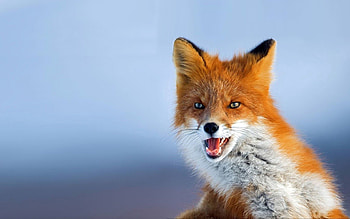 Animals, Background, Fox, Redhead, , Looks HD wallpaper