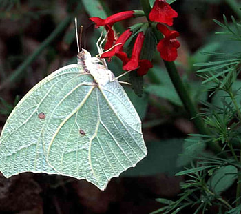 Sulfur Butterfly, garden, butterfly, flower HD wallpaper