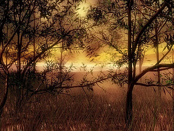 Trees, forest HD wallpaper