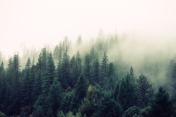 A serene misty forest scene with thick fog enveloping tall pine trees. HD wallpaper