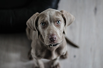 Animals, Dog, Muzzle, Eyes, Weimaraner HD wallpaper