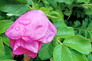 Flowers, Drops, Briar, Flower, Petals HD wallpaper