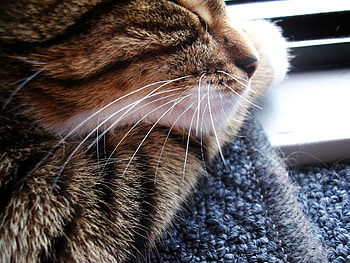 Sweet cat, cats, cat, animals HD wallpaper