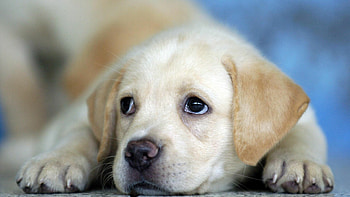 Labrador Retriever, Majestic canine beauty, , Captivating HD wallpaper