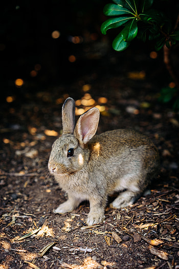 Animals, Animal, Nice, Sweetheart, Rabbit, Hare HD phone wallpaper
