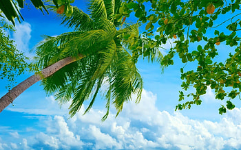 The sky - Palm, clouds, leaves, The sky, Palm HD wallpaper