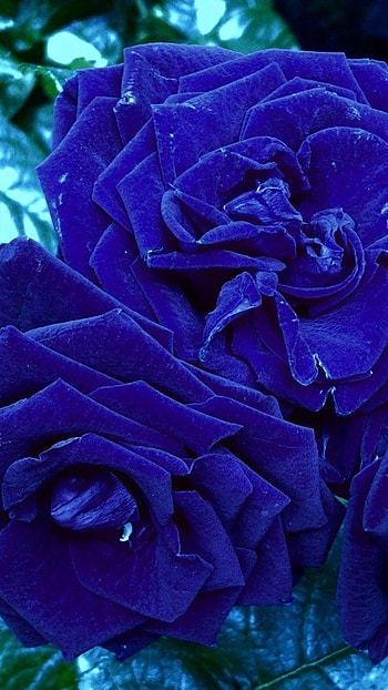 Blue Rose, Blue, Flowers, Nature HD phone wallpaper