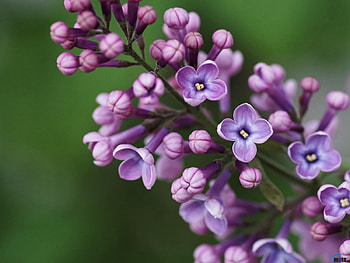 Branch of Lilac, purple, nature, flowers, lilac HD wallpaper