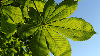 Chestnut tree, , Natural beauty, Thin nhin HD wallpaper