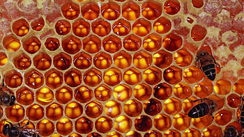 Honeycombs, Bees HD wallpaper