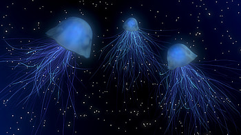 Jellyfish Abstract, jellyfish, abstract HD wallpaper