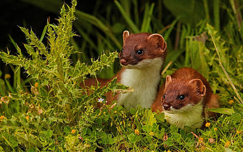 Ferret cuteness, Adorable companion, Precious pet, Playful nature HD wallpaper