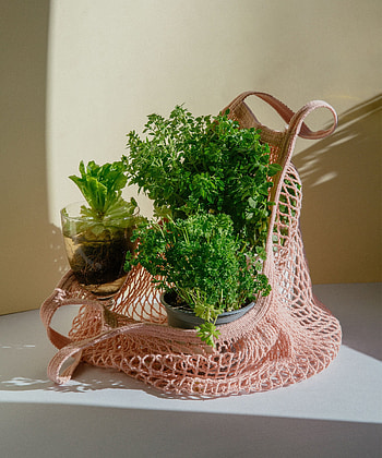 Supermarket herb plants, Gardening tips, Essential care, Sustained vitality HD phone wallpaper