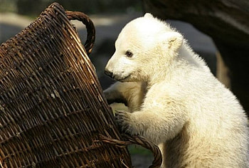 Knut playing, berlin, basket, knut, bear, polar, cute, zoo HD wallpaper