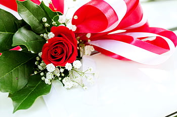 Close-up of a red rose with ribbons and baby's breath, perfect for celebrations. HD wallpaper