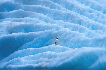 Penguin In Antarctica, penguin, antarctica, sea, ocean, nature HD wallpaper