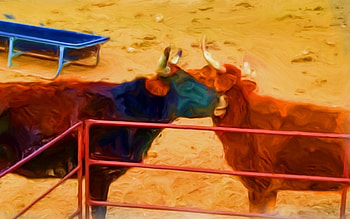 Lazy cows, cow, oil paint, barn yard, altered reality HD wallpaper