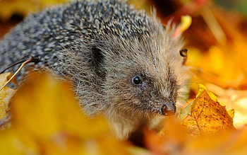 Close-up, Hedgehogs HD wallpaper
