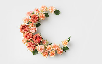 Moon, summer, rose, pink, flower, luna, card, vara HD wallpaper