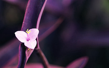 Background, Flower, Macro, Dark, Petals, Stem, Stalk HD wallpaper