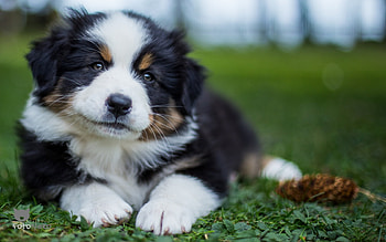 Puppy, dog, animal, cute, caine HD wallpaper