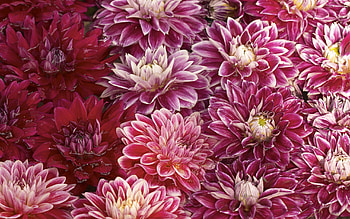 Chrysanthemum, 3D , Floral wonder, Vibrant colors HD wallpaper