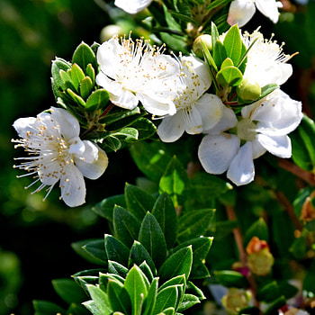 Myrtle Herb, , Botanical beauty, Natural treasure HD phone wallpaper