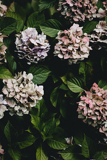 Flowers, Bush, Hydrangea, Flowering Leaves, Blossoming Leaves HD phone wallpaper