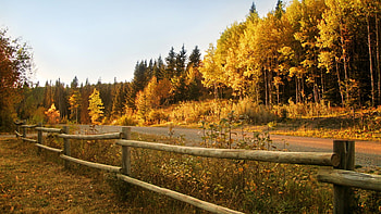 Autumn Brilliance, brilliance, fence, trees, autumn, road HD wallpaper