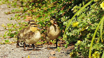 Ducklings, bush, path, chicken, cute, nature, spring HD wallpaper