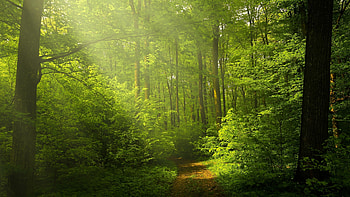 Nature's embrace, Serene forests, Peaceful ambiance, Captivating beauty HD wallpaper