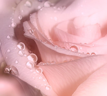 pink, rose, dew, petals HD wallpaper