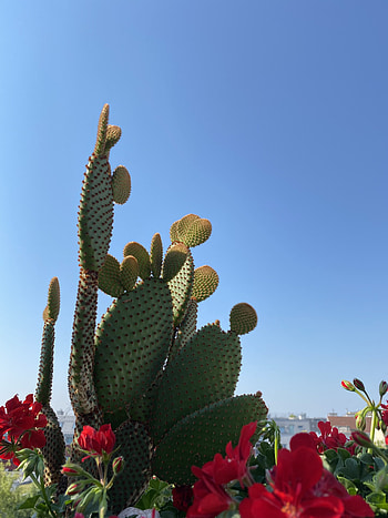Nature, Flowers, Plant, Cactus, Prickles, Thorns HD phone wallpaper