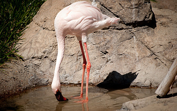 Flamingo at the Waterhole, birds, flamingo, animals, waterhole HD wallpaper