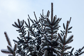 Nature, Pine, Snow, Fir, Spruce HD wallpaper