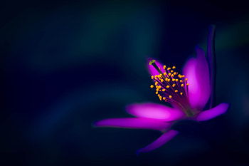 Purple Flower, Macro, Petals, Stamens HD wallpaper