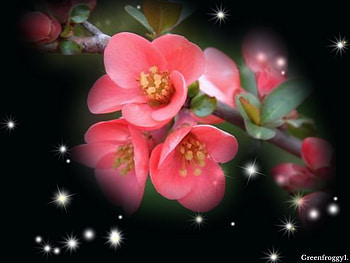 FLOWERING QUINCE, PRETTY, FLOWERS, NATURE, PINK HD wallpaper