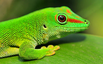 Gecko beauty, Exotic reptile, Captivating patterns, Nature's wonder HD wallpaper