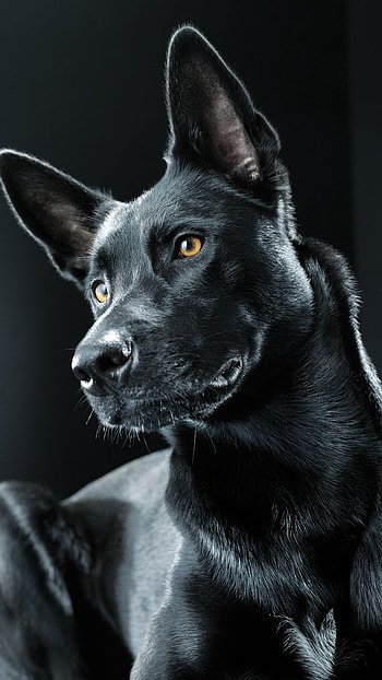 Black Dog, Black HD phone wallpaper