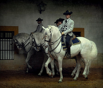 Qualified Horsemen, spain, spanish, andalusian, horses, jerez de la frontera, riders, andalucia HD wallpaper