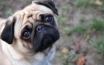 Animals, Dogs HD wallpaper