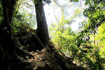 Mountain climbing, climbing, rock, tree, Mountain HD wallpaper